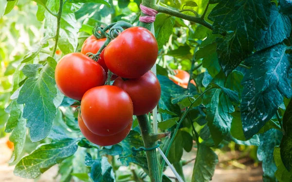 Ripe tomatoes in garden ready to harvest — Stock Photo, Image