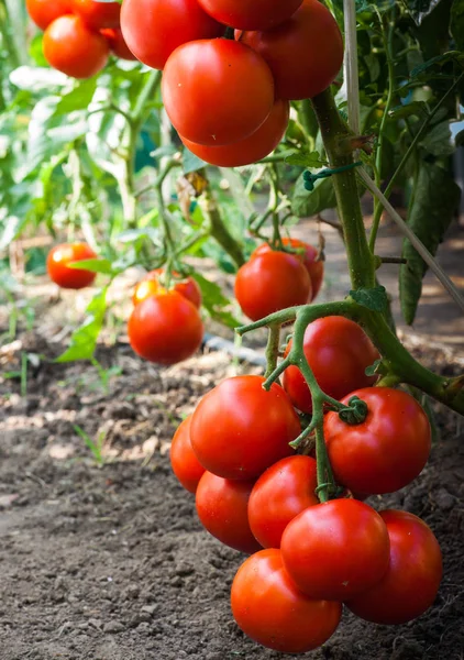Bahçede hasada hazır olgun domatesler — Stok fotoğraf