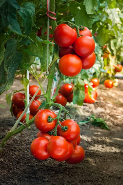 Tomates maduros no jardim prontos para a colheita — Fotografia de Stock