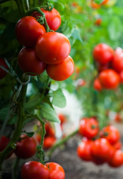Zralá rajčata v zahradě připravena k sklizni — Stock fotografie