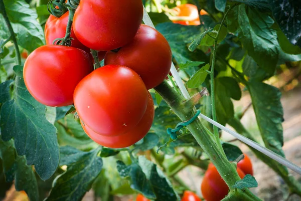 Dojrzałe pomidory w ogrodzie gotowe do zbioru — Zdjęcie stockowe