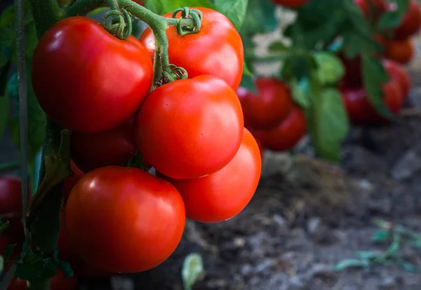 Tomates maduros no jardim prontos para a colheita — Fotografia de Stock