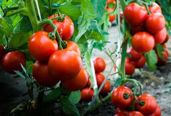 Tomates maduros en el jardín listos para cosechar —  Fotos de Stock