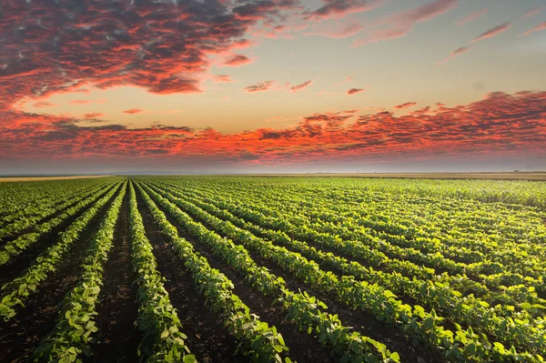 Sojabönor fältet rader i solnedgången — Stockfoto