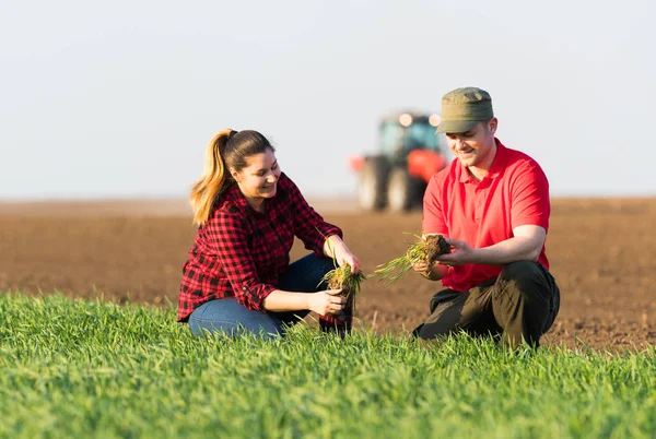 Jovens agricultores examinando trigo plantado enquanto trator é arar fi — Fotografia de Stock