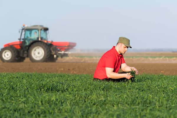 Joven agricultor examinando trigo plantado mientras el tractor está arando fie — Foto de Stock