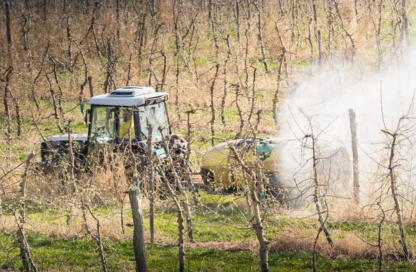 トラクターはリンゴの果樹園の殺虫剤を噴霧します。 — ストック写真