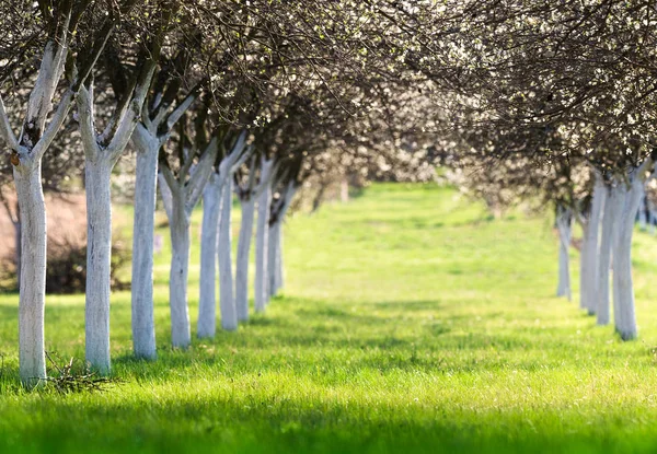 Blossoming cherry orchard in spring time — Stock Photo, Image