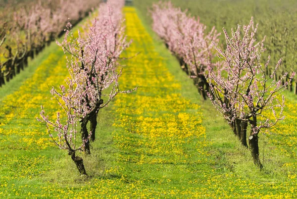 Verger de pêchers en fleurs au printemps — Photo