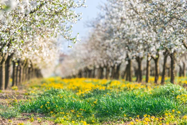 Un verger de cerisiers en fleurs au printemps — Photo