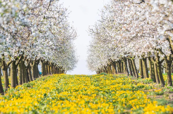 Verger de pommiers en fleurs au printemps — Photo