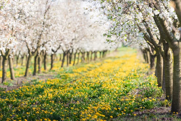 Blossoming apple orchard in spring time — Stock Photo, Image