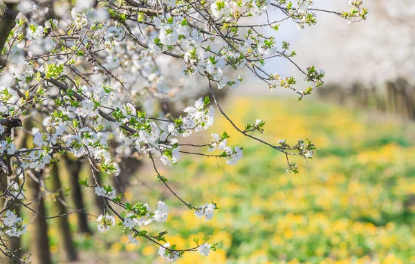 Blossoming apple orchard in spring time — Stock Photo, Image