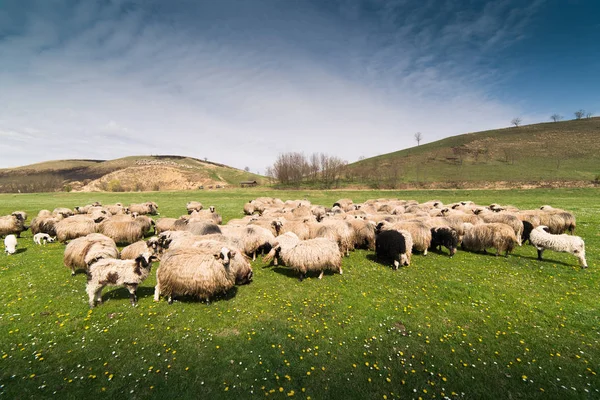 Stádo ovcí na pastvině na jaře — Stock fotografie