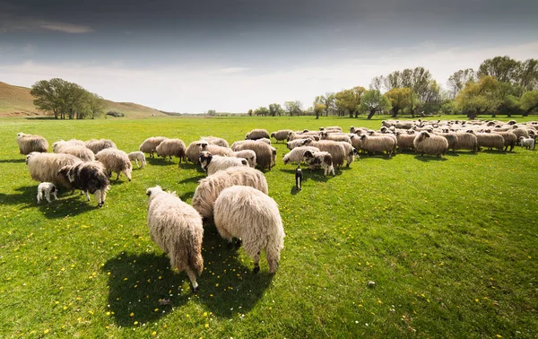 Rebanho de ovelhas em pastagem na primavera — Fotografia de Stock