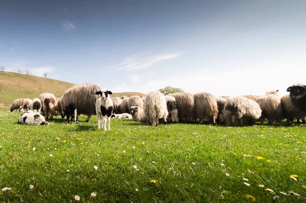 Herd of sheep on pasture in spring — Stock Photo, Image