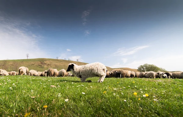 Kudde schapen op de weide in het voorjaar — Stockfoto