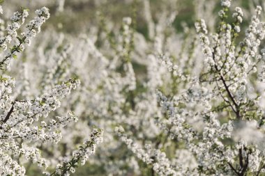 Bahar zaman çiçek açması vişne Bahçesi 