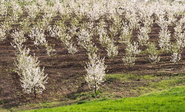 春に満開の桜の園 — ストック写真