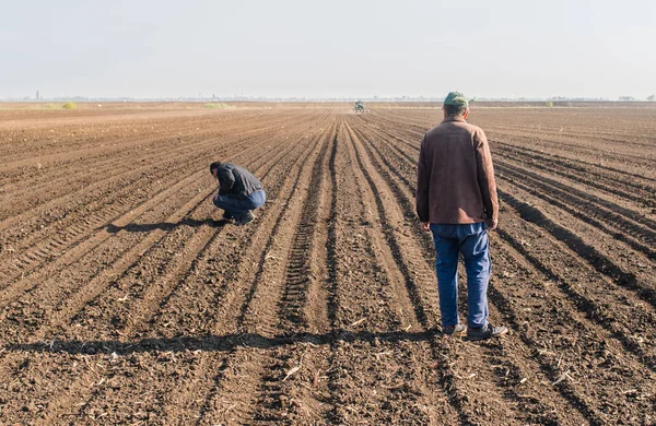 农民在农业领域的庄稼播种后分析大豆种子 — 图库照片