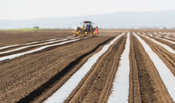 Alan dikim - naylon folyo koyarak salatalık için hazırlık 