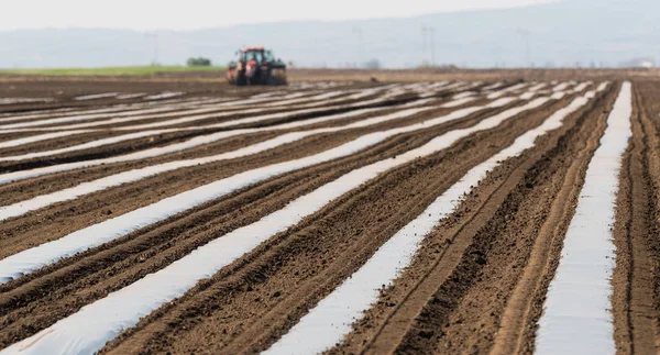 Voorbereiding voor komkommer planten op veld - zetten van nylon folie — Stockfoto