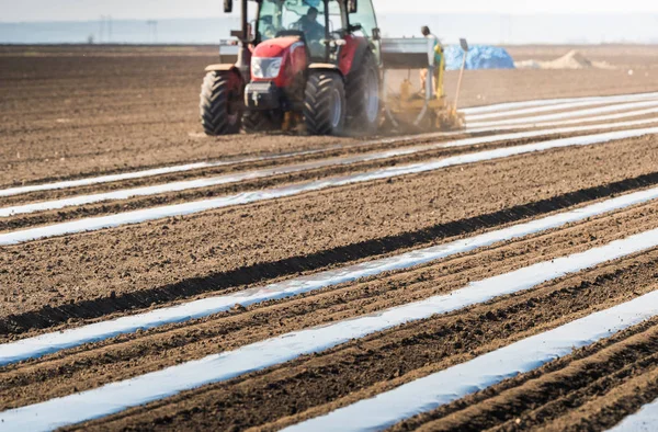 Preparación para la plantación de pepinos en el campo - colocación de lámina de nylon — Foto de Stock