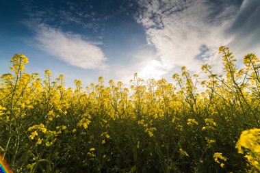 Sarı yağlı tohum tecavüz alan mavi parlak gökyüzü altında 