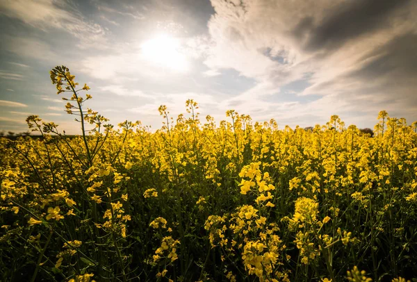 Sarı yağlı tohum tecavüz alan mavi parlak gökyüzü altında — Stok fotoğraf