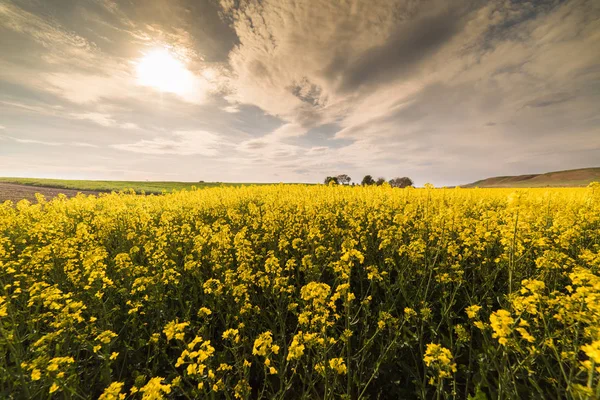 Žluté řepky olejné řepky pole pod modrou oblohou světlé — Stock fotografie