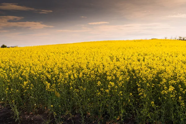 Gula oljeväxter rapsåker under den ljusa himlen — Stockfoto