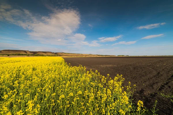 Gula oljeväxter rapsåker under den ljusa himlen — Stockfoto