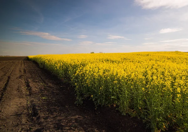 Желтое поле рапса под голубым ярким небом — стоковое фото