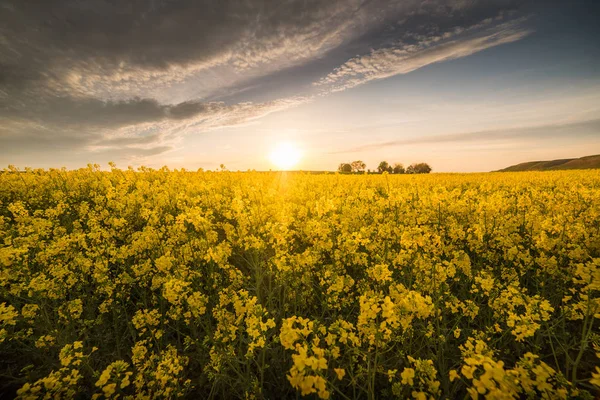 Campo amarillo de colza oleaginosa bajo el cielo azul brillante —  Fotos de Stock