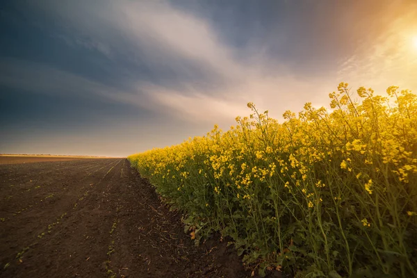 Gula oljeväxter rapsåker under den ljusa himlen — Stockfoto