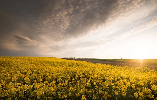 Gula oljeväxter rapsåker under den ljusa himlen — Stockfoto