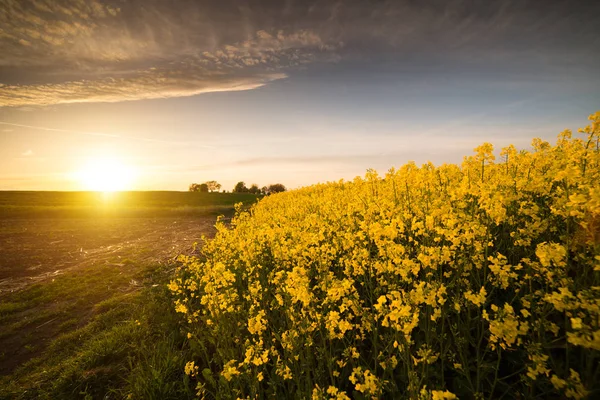 Campo amarillo de colza oleaginosa bajo el cielo azul brillante — Foto de Stock