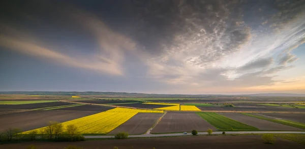 Gula oljeväxter rapsåker under den ljusa himlen — Stockfoto