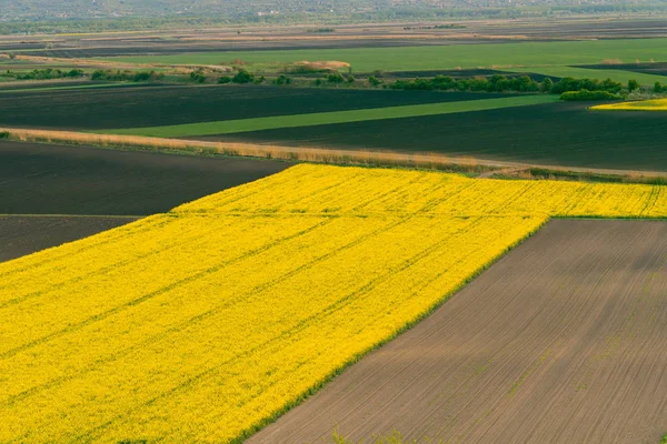 Желтое поле рапса под голубым ярким небом — стоковое фото