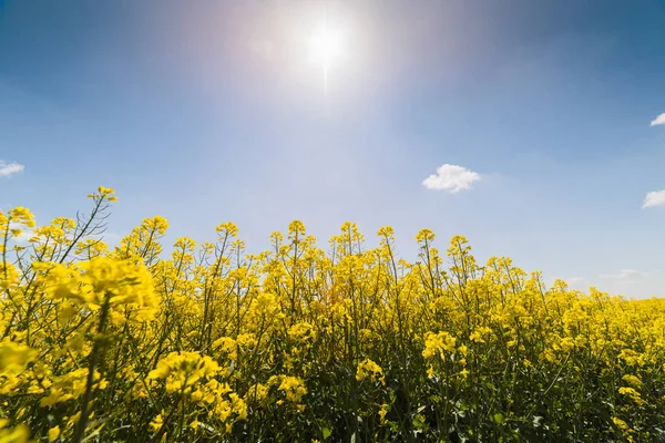 Campo amarillo de colza oleaginosa bajo el cielo azul brillante —  Fotos de Stock