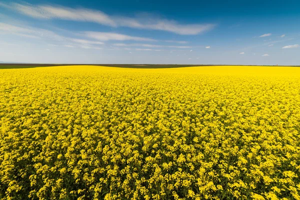 Campo amarillo de colza oleaginosa bajo el cielo azul brillante — Foto de Stock