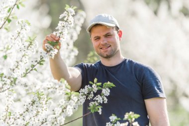Çiftçi çiçek cherry orchard s ağaçların çiçek açması ile analiz eder.