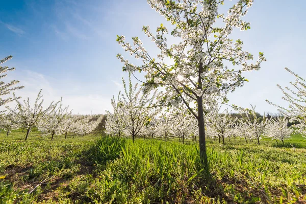 Blossoming cherry orchard in spring time — Stock Photo, Image