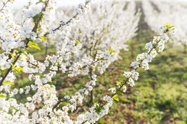 Blossoming cherry orchard in spring time — Stock Photo, Image