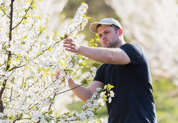 Landwirt analysiert Kirschgarten mit blühenden Bäumen — Stockfoto