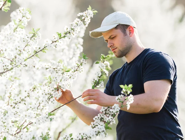 Landwirt analysiert Kirschgarten mit blühenden Bäumen — Stockfoto