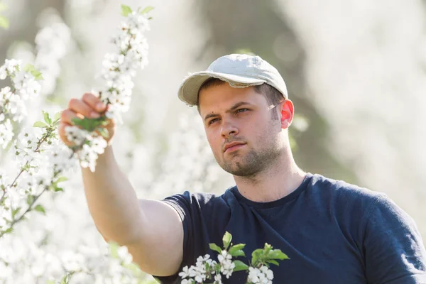 Landwirt analysiert Kirschgarten mit blühenden Bäumen — Stockfoto