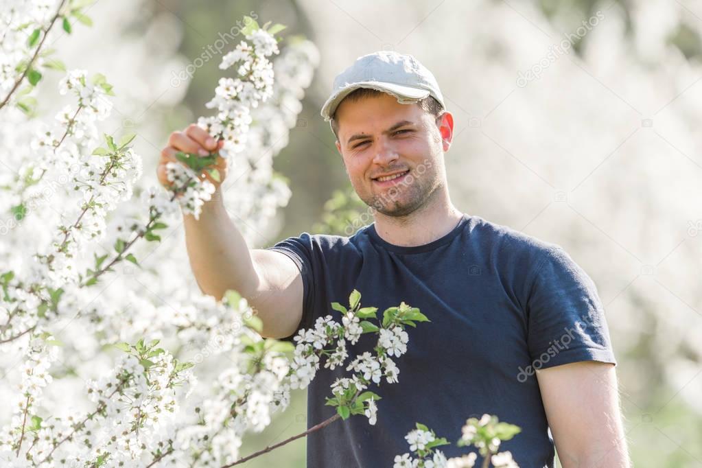 Farmer analyzes flower cherry orchard with blossoming trees in s