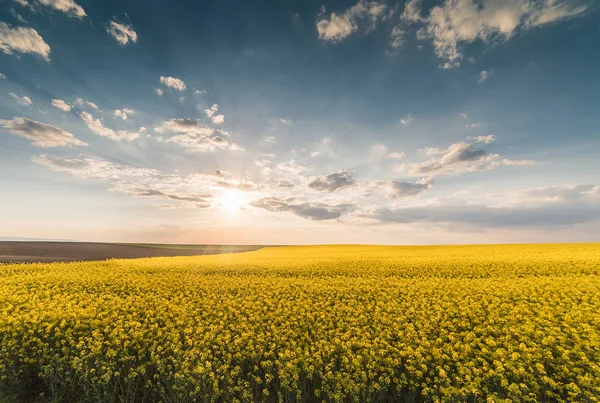 Campo amarillo de colza oleaginosa bajo el cielo azul brillante —  Fotos de Stock