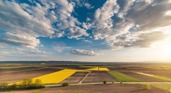 明るい青空の下で黄色の油糧種子の菜の花畑 — ストック写真